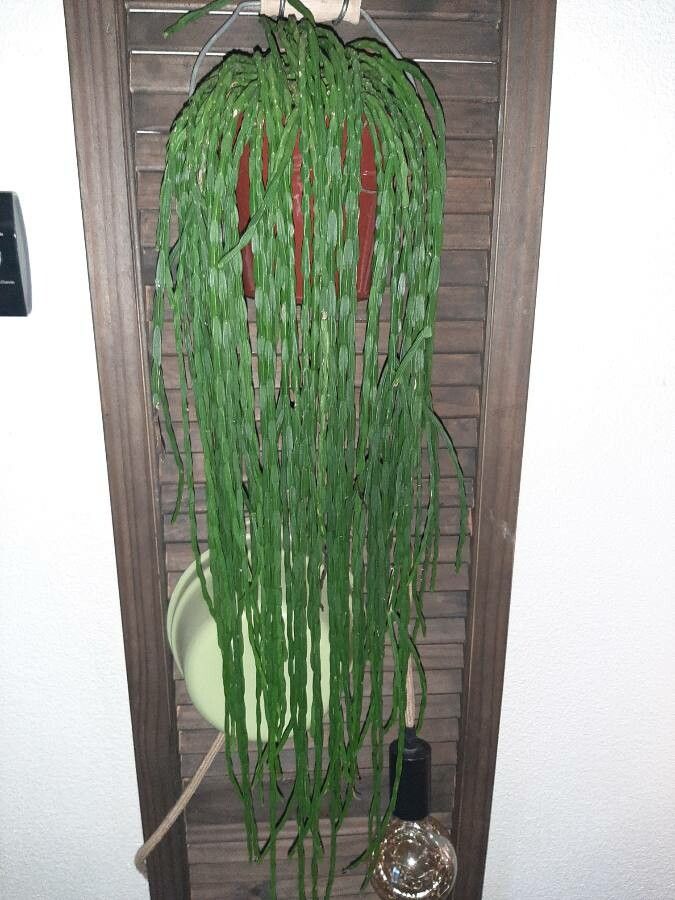 Rhipsalis kirbergii — search result for 'Rhipsalis'