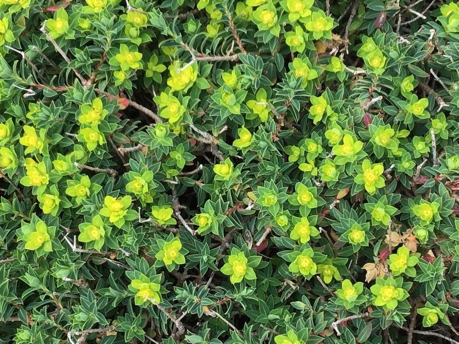 Euphorbia melitensis — houseplant care guide