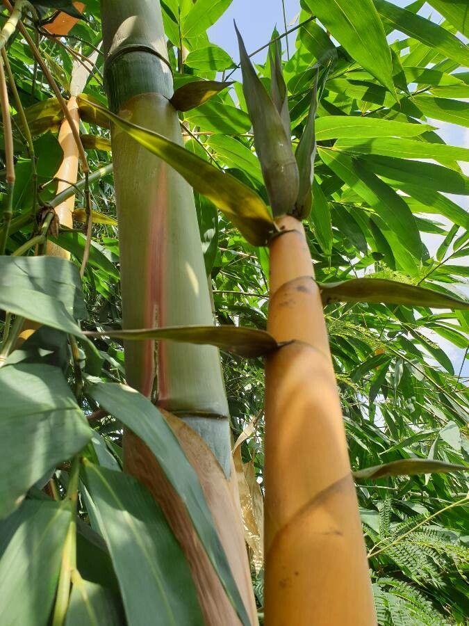 Dendrocalamus latiflorus other