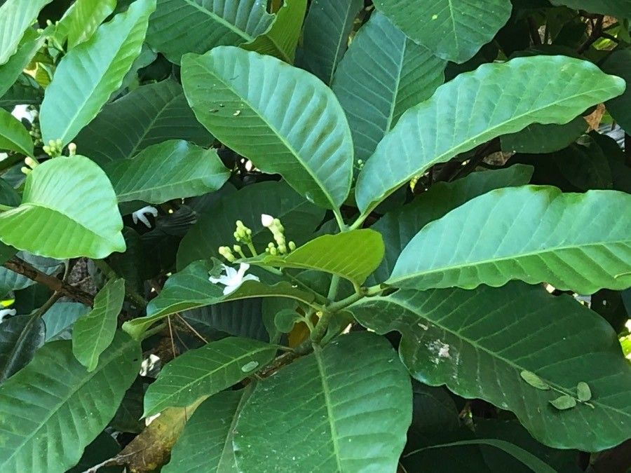 Tabernaemontana cerifera leaf
