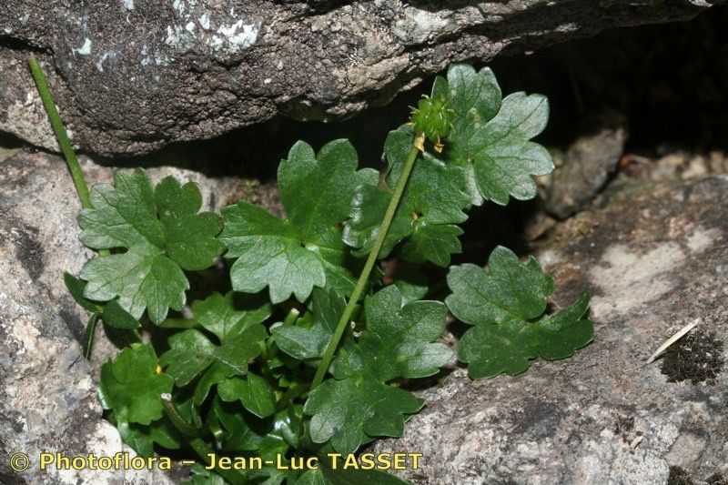 Ranunculus marschlinsii habit