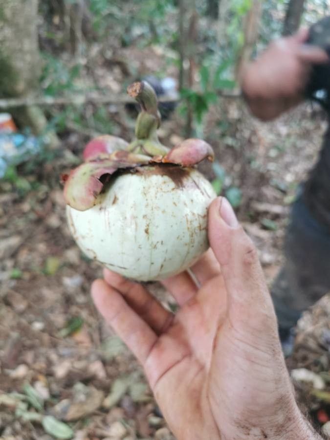 Clusia palmicida fruit