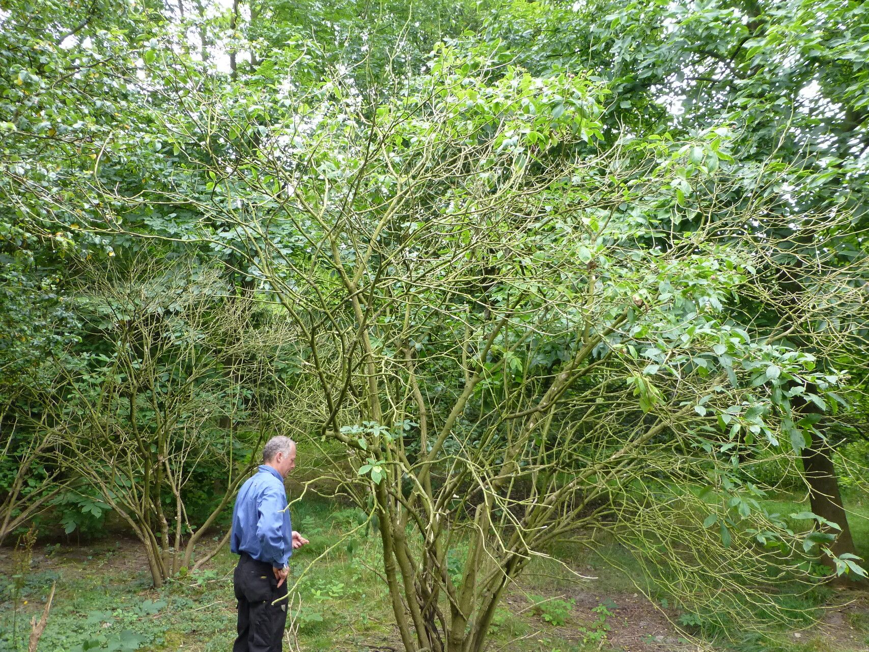 Eleutherococcus sessiliflorus habit