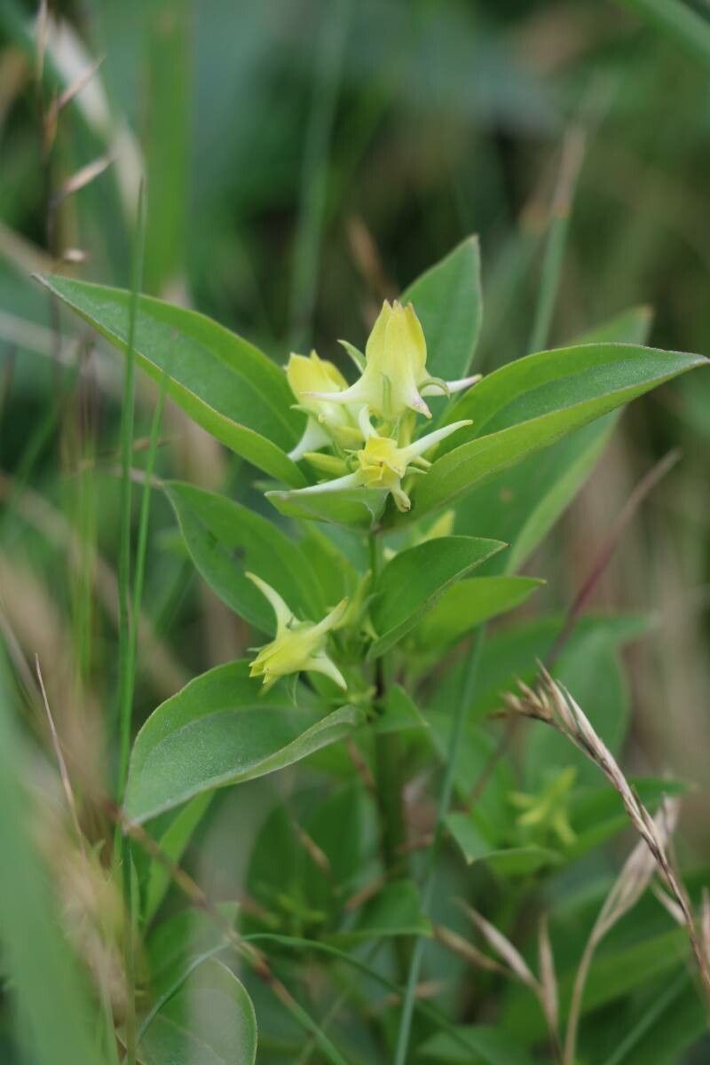 Halenia corniculata — related species from the same genus