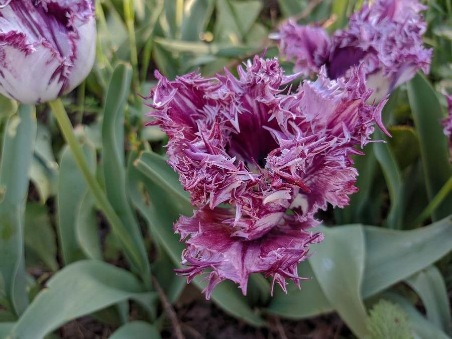 Allium platycaule — houseplant care guide