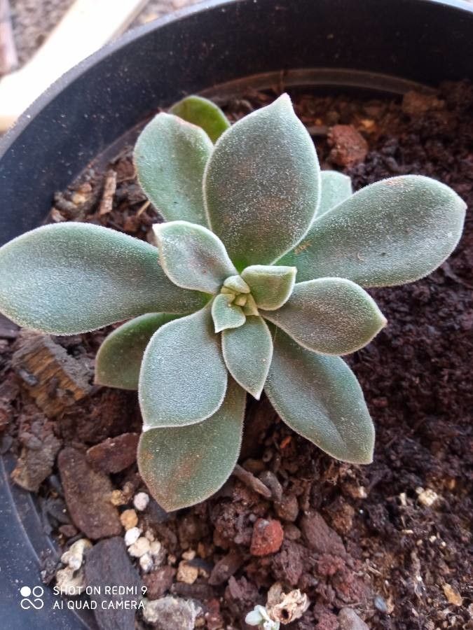 Echeveria coccinea — search result for 'Echeveria'