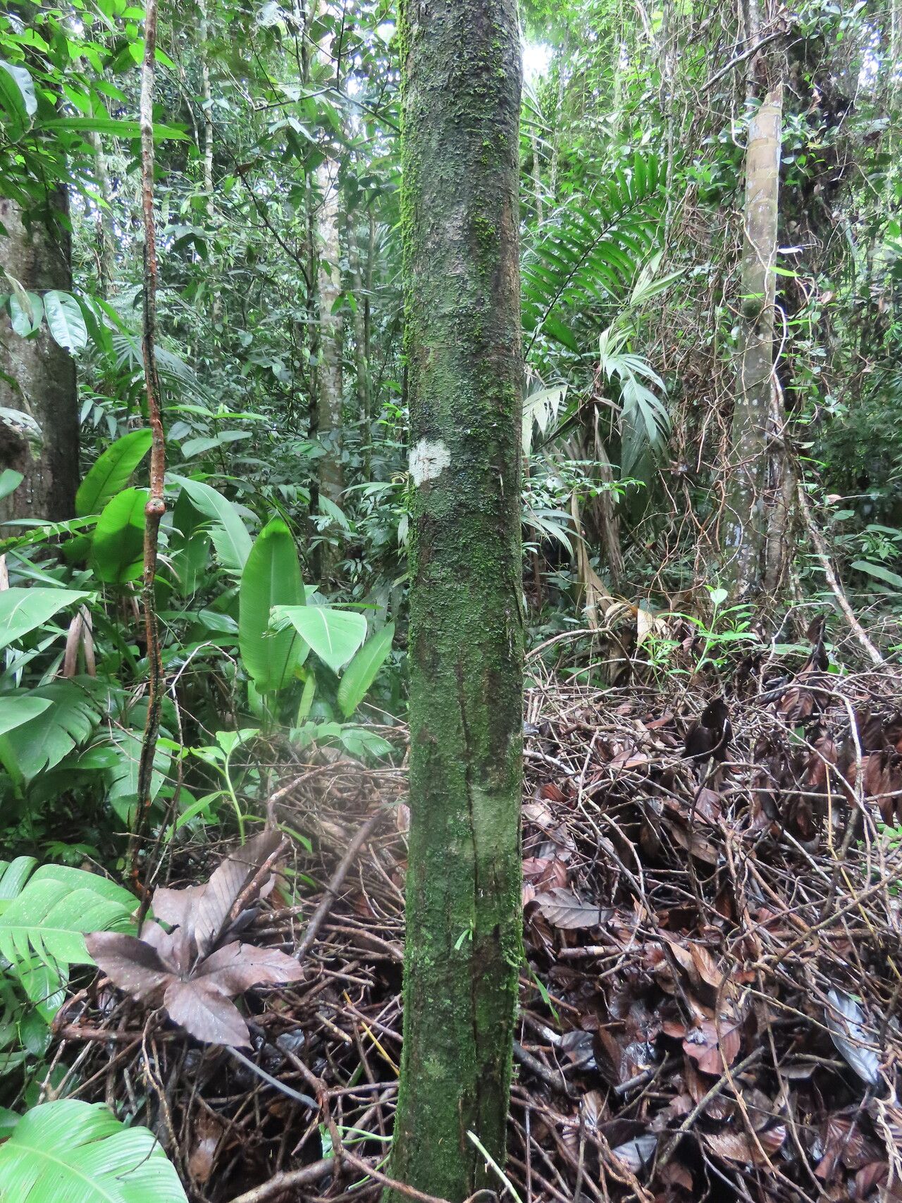 Ocotea macropoda habit