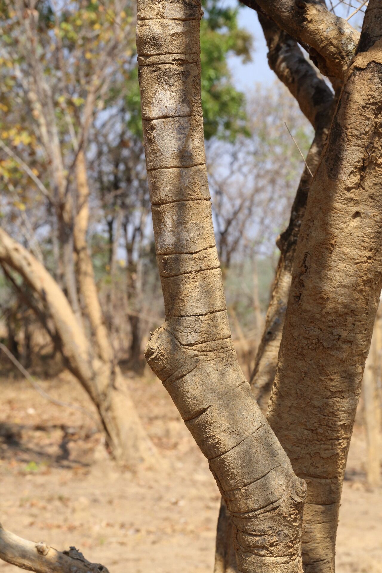 Terminalia mollis bark