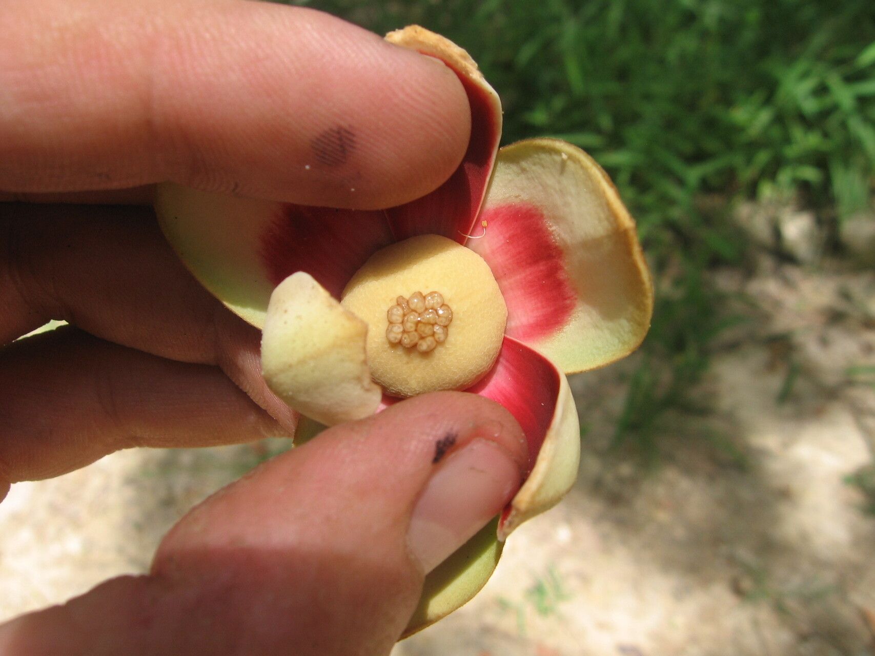 Uvariodendron kirkii flower