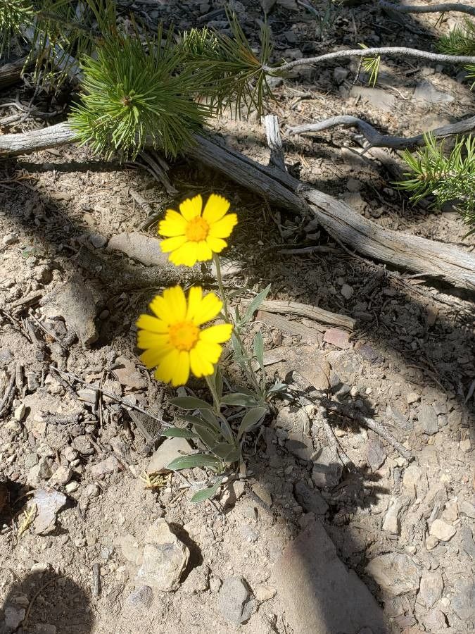 Tetraneuris argentea — related species from the same genus