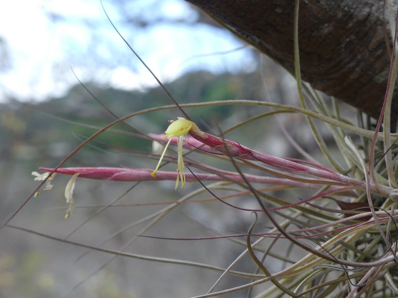 Tillandsia schiedeana flower