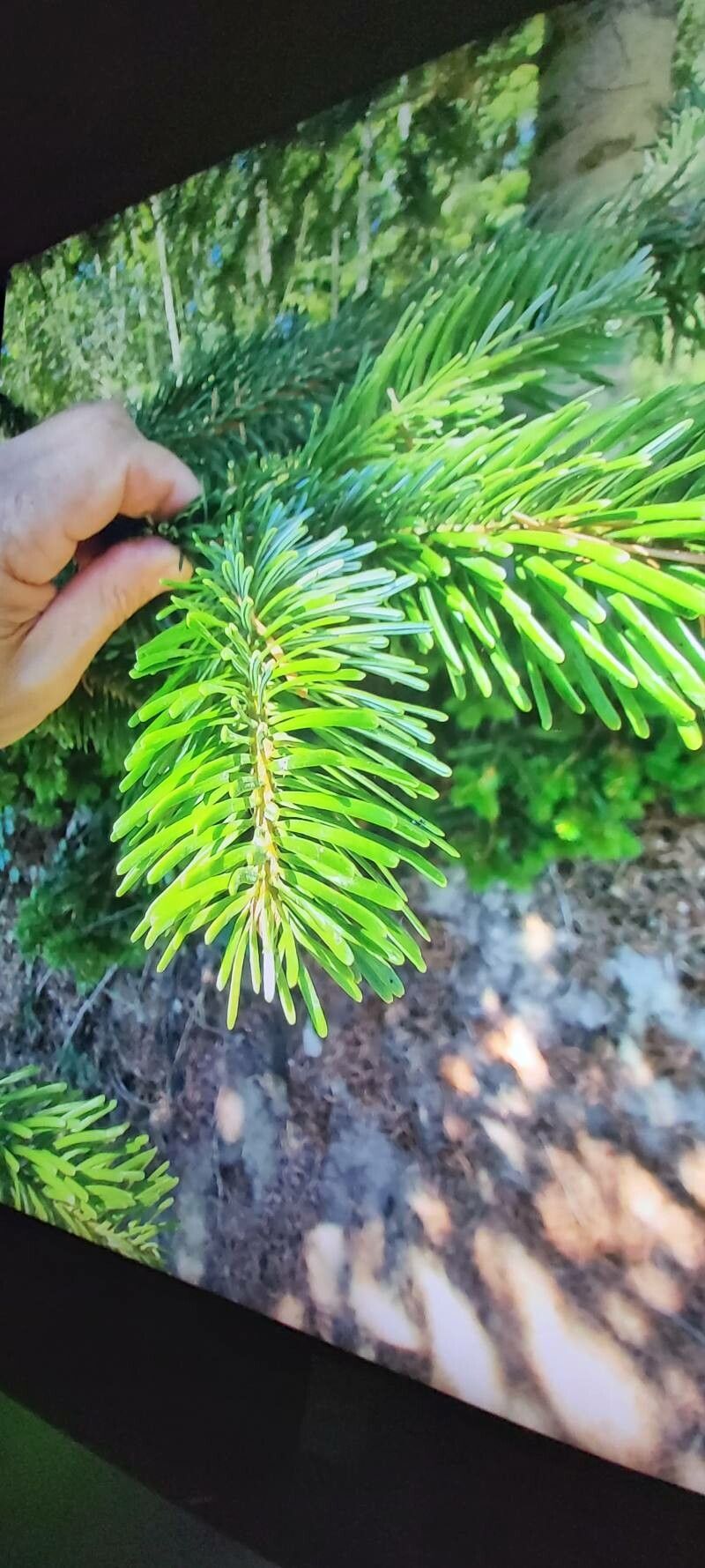 Abies bornmuelleriana leaf