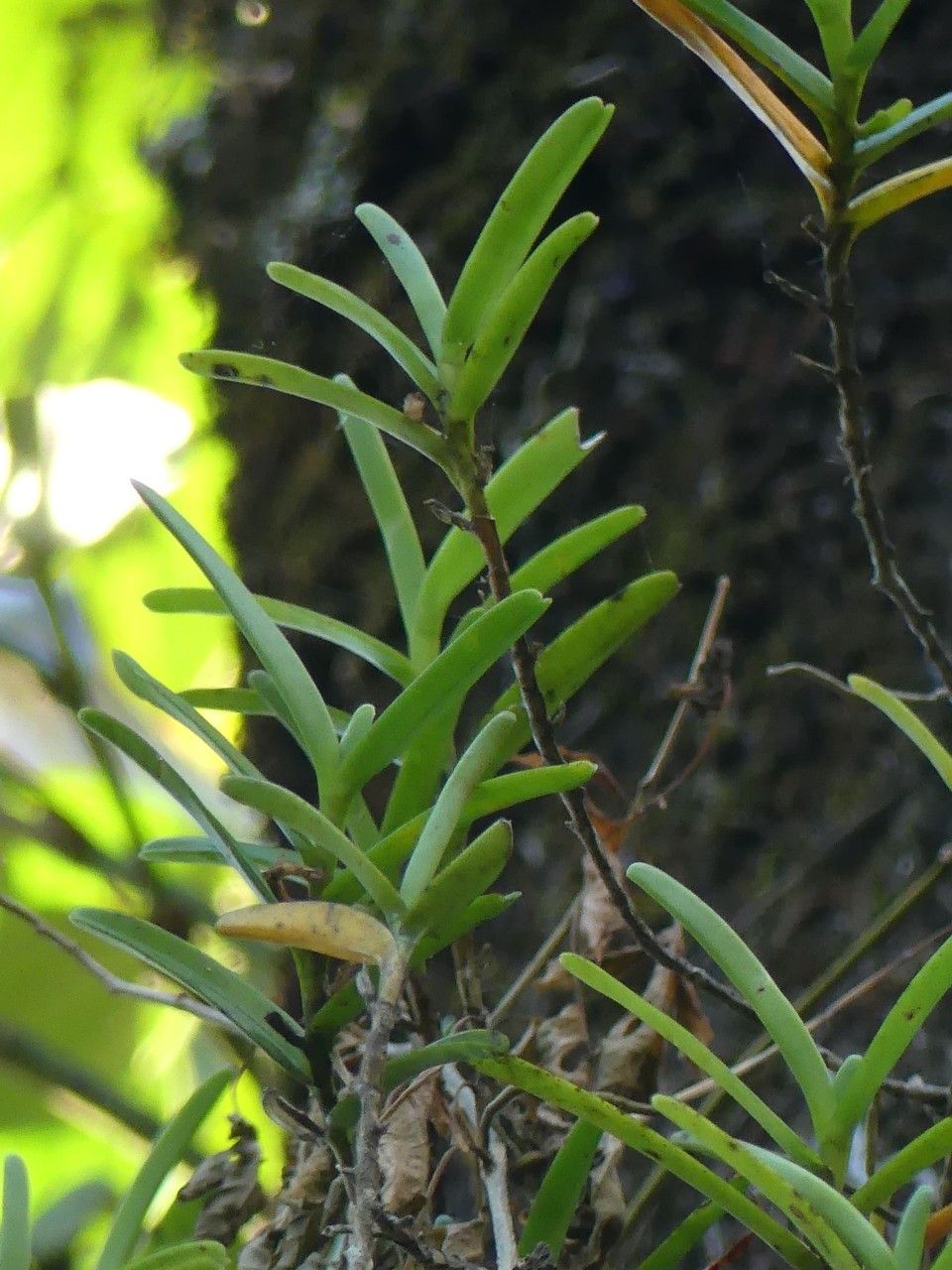 Jumellea comorensis — search result for 'Orchidaceae'