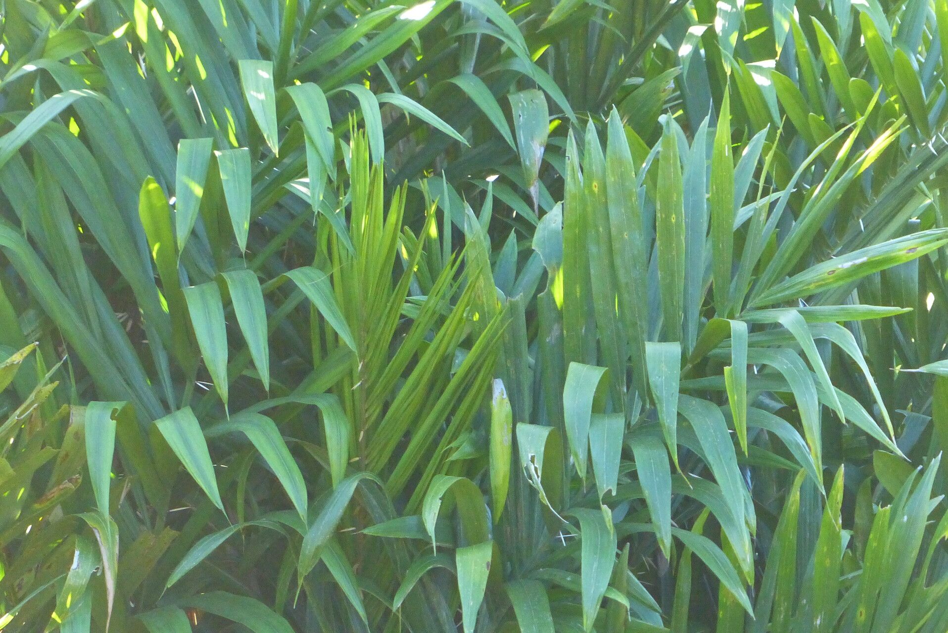 Bactris maraja — houseplant care guide