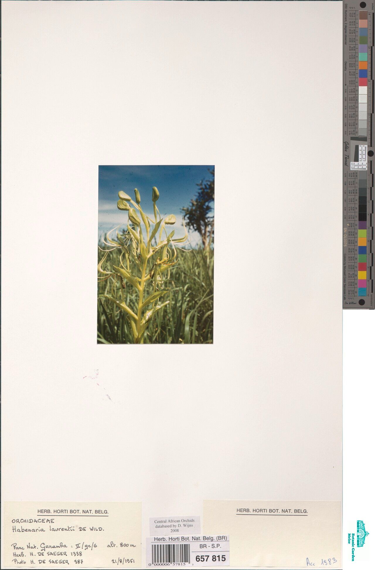 Habenaria laurentii — houseplant care guide