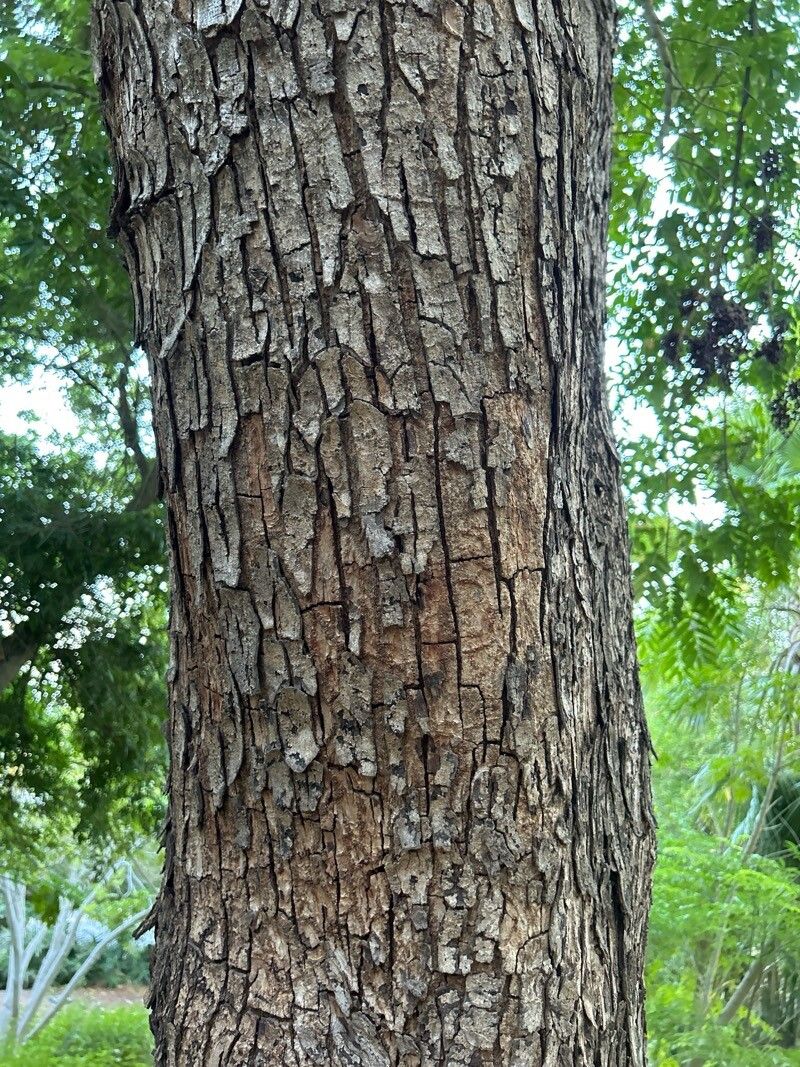 Rhodosphaera rhodanthema bark