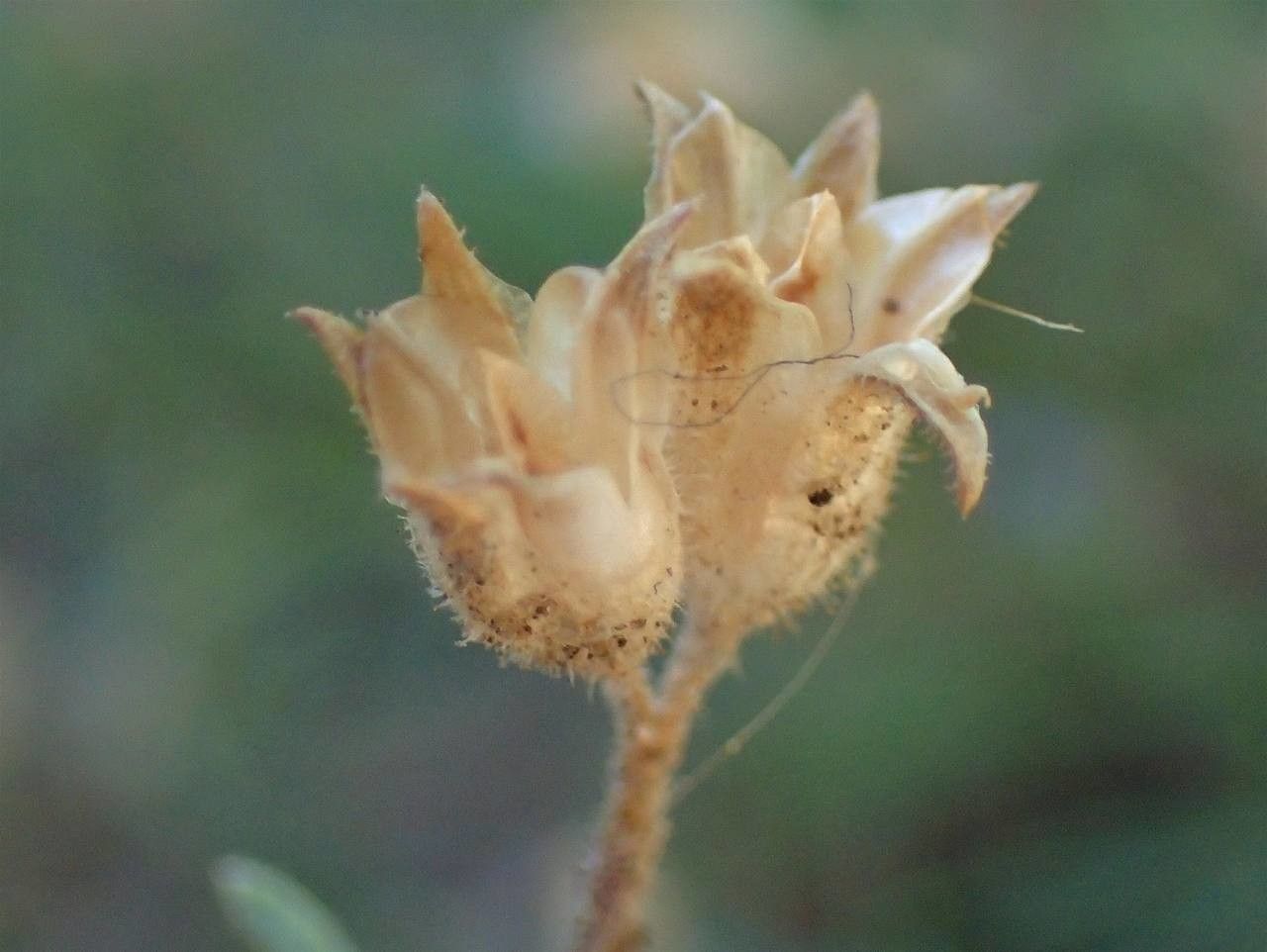 Gilia laciniata fruit