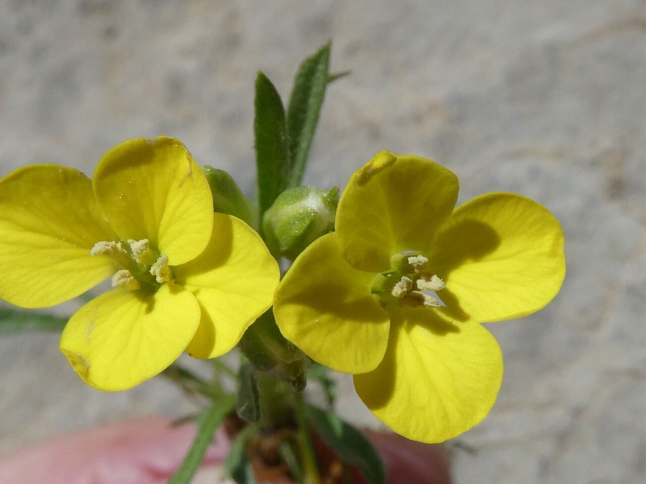 Erysimum sylvestre flower