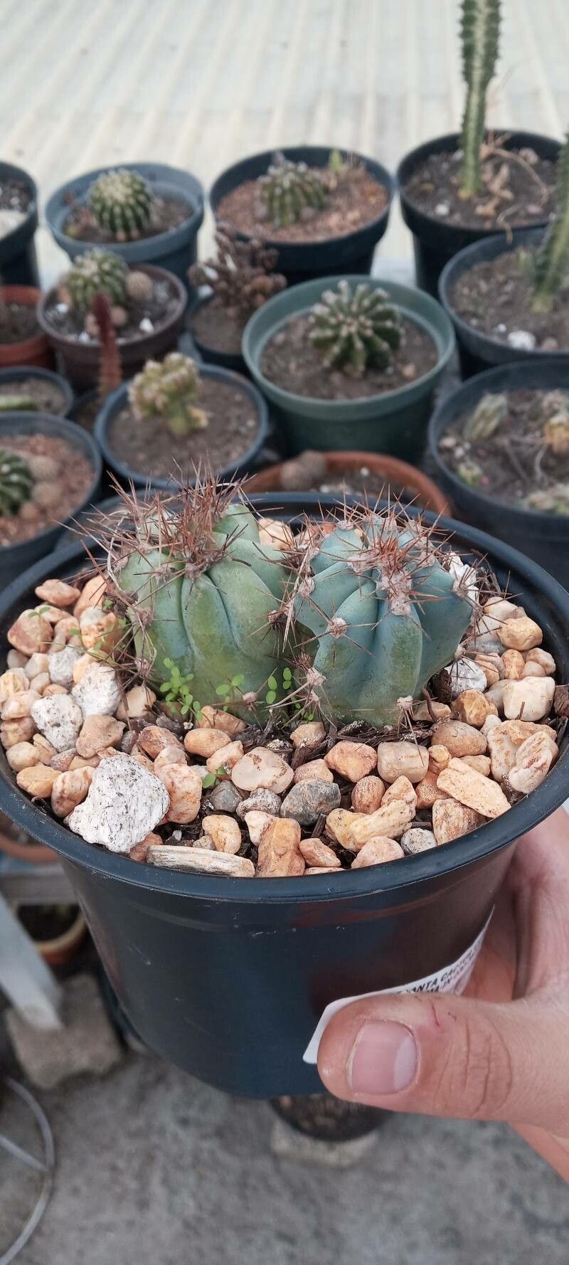 Pilosocereus colombianus habit