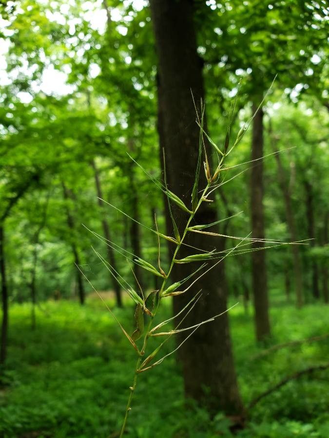 Elymus hystrix flower