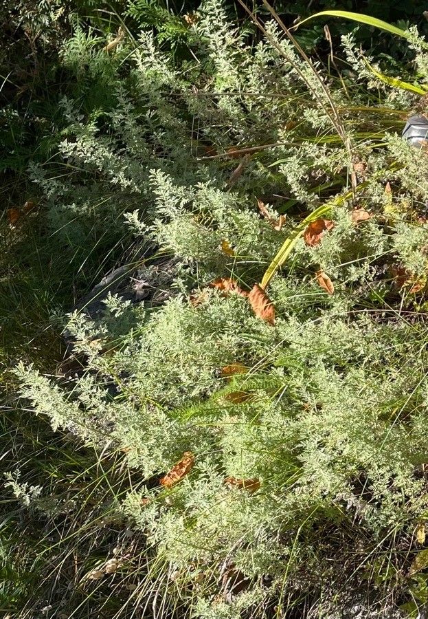 Artemisia pontica — search result for 'Lithuania'