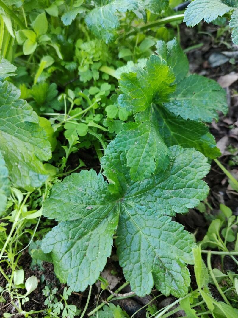 Sanicula crassicaulis — search result for 'Apiaceae'