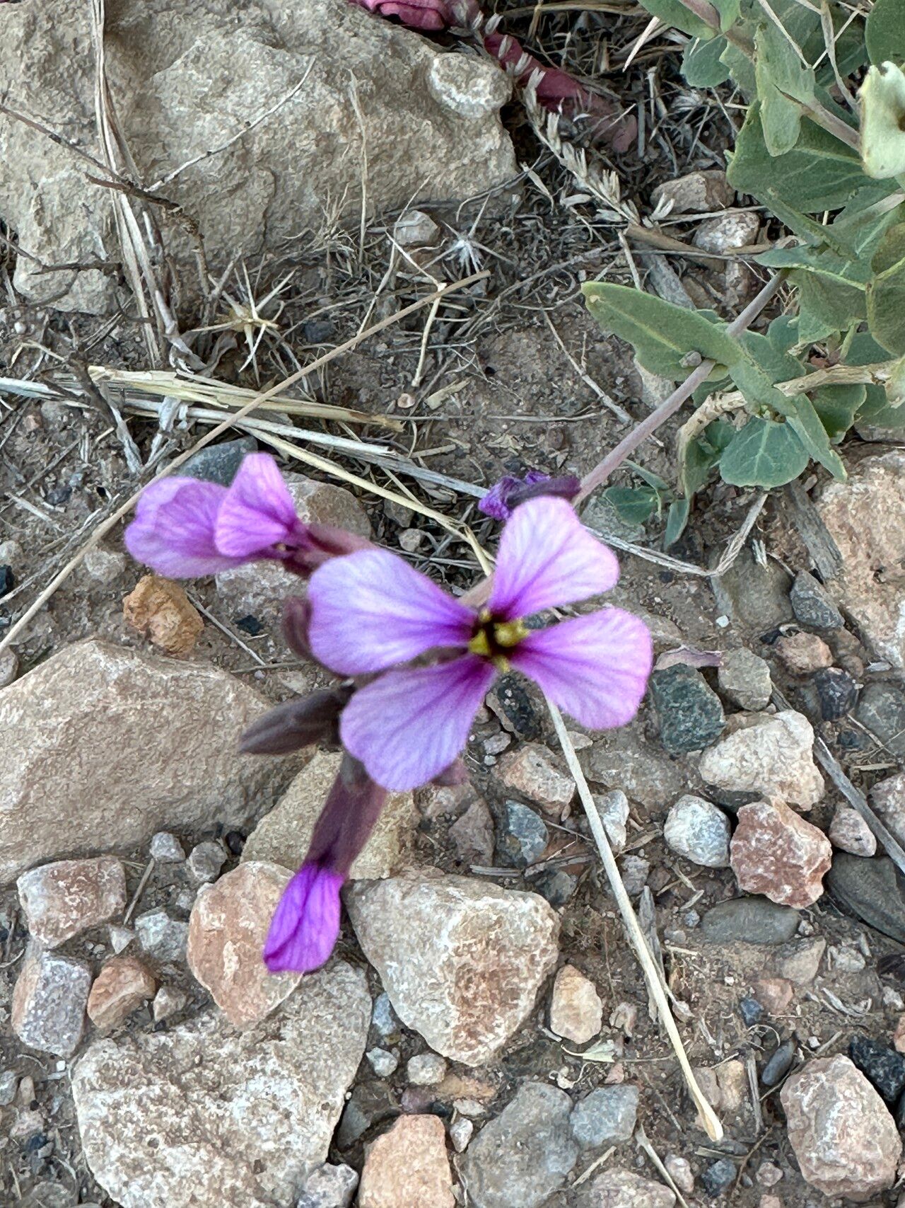 Moricandia suffruticosa flower