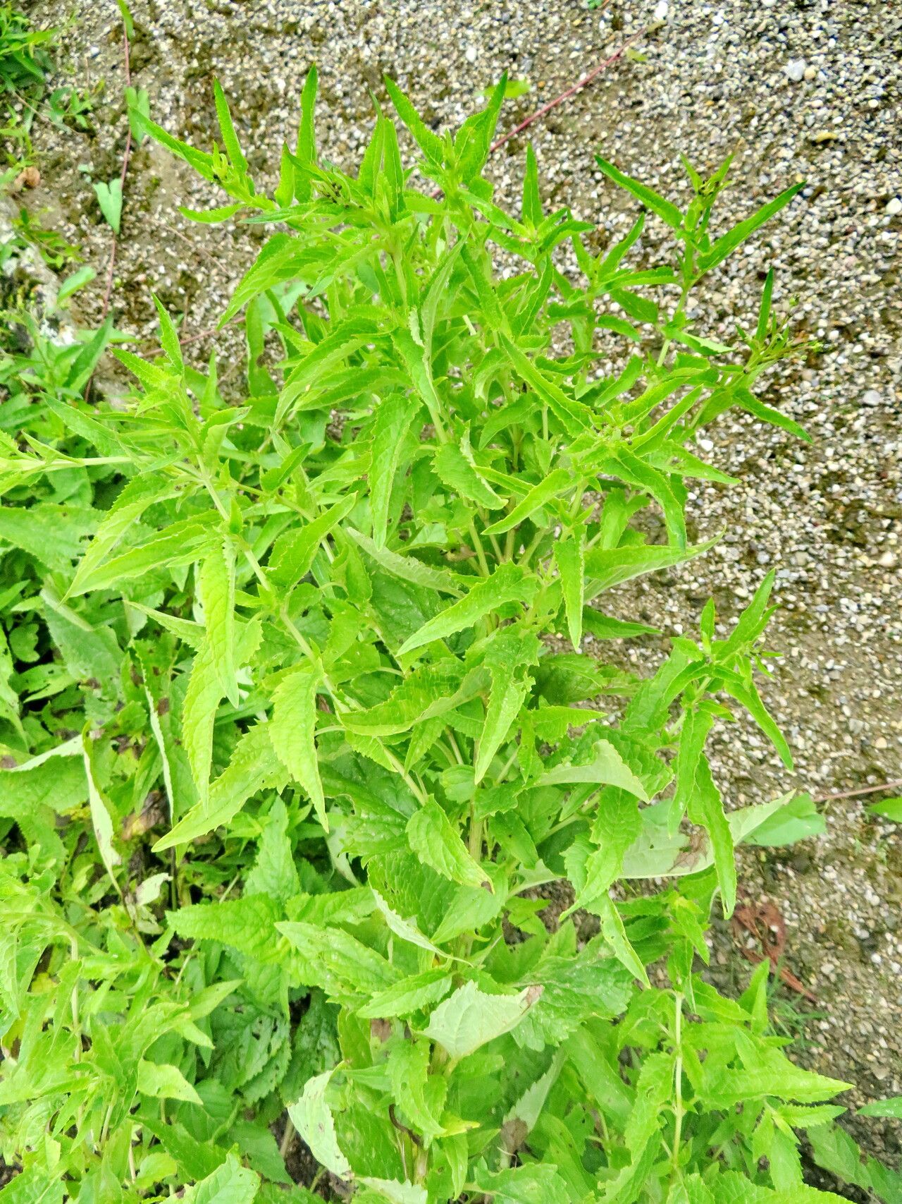 Scrophularia chrysantha — search result for 'Scrophularia'