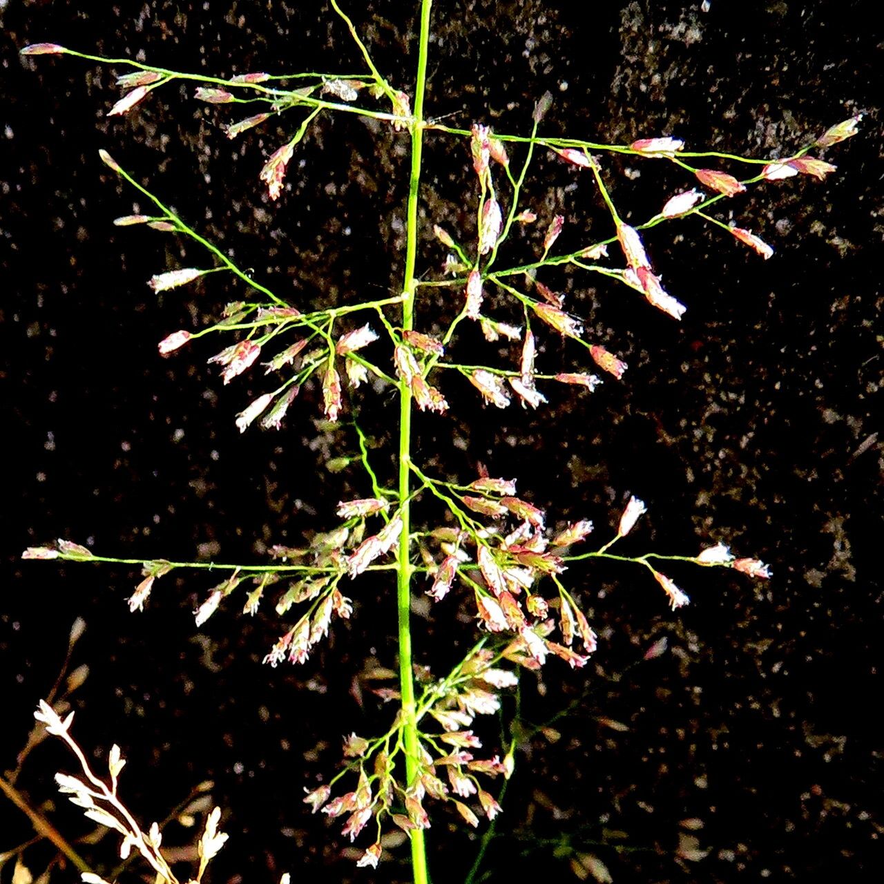 Sporobolus pyramidatus flower