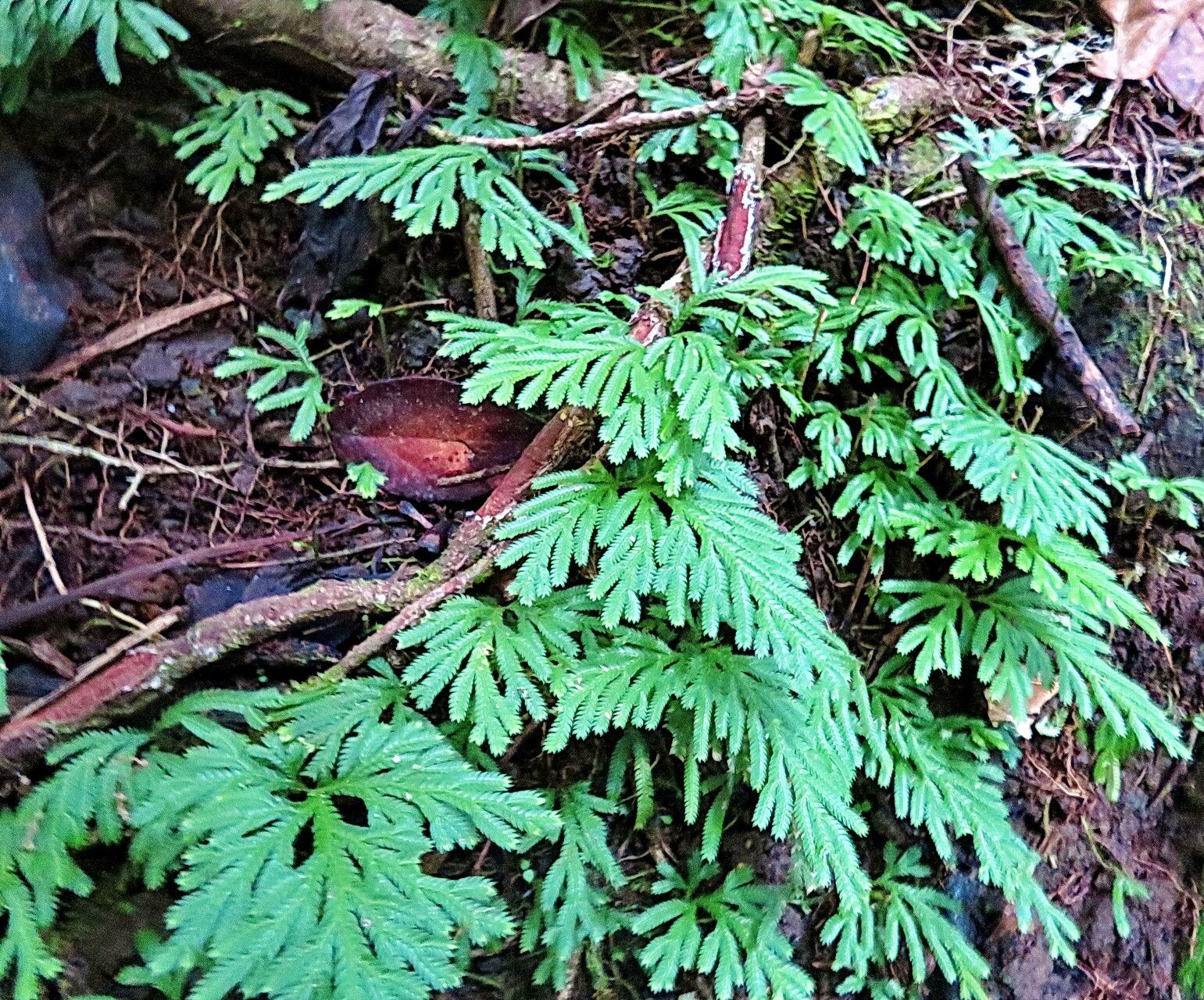 Selaginella flabellata habit