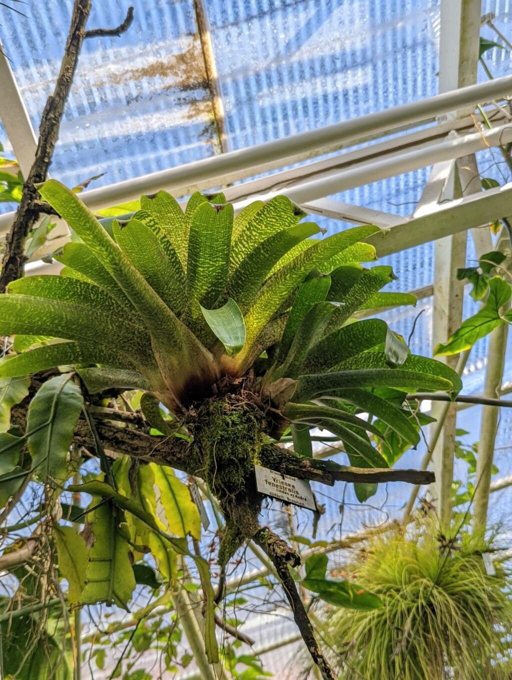 Vriesea fenestralis habit