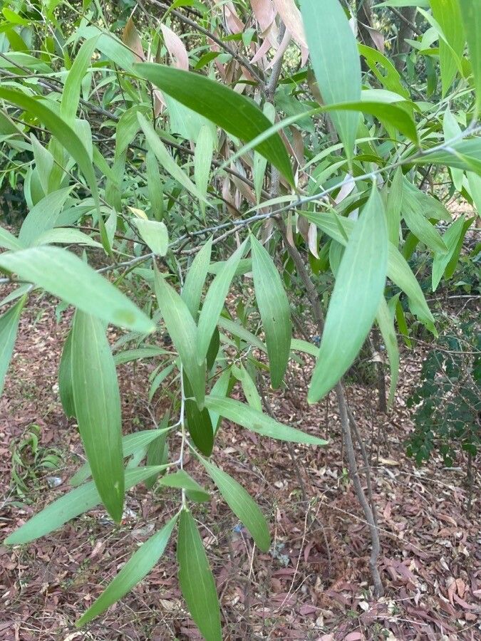 Acacia melanoxylon leaf