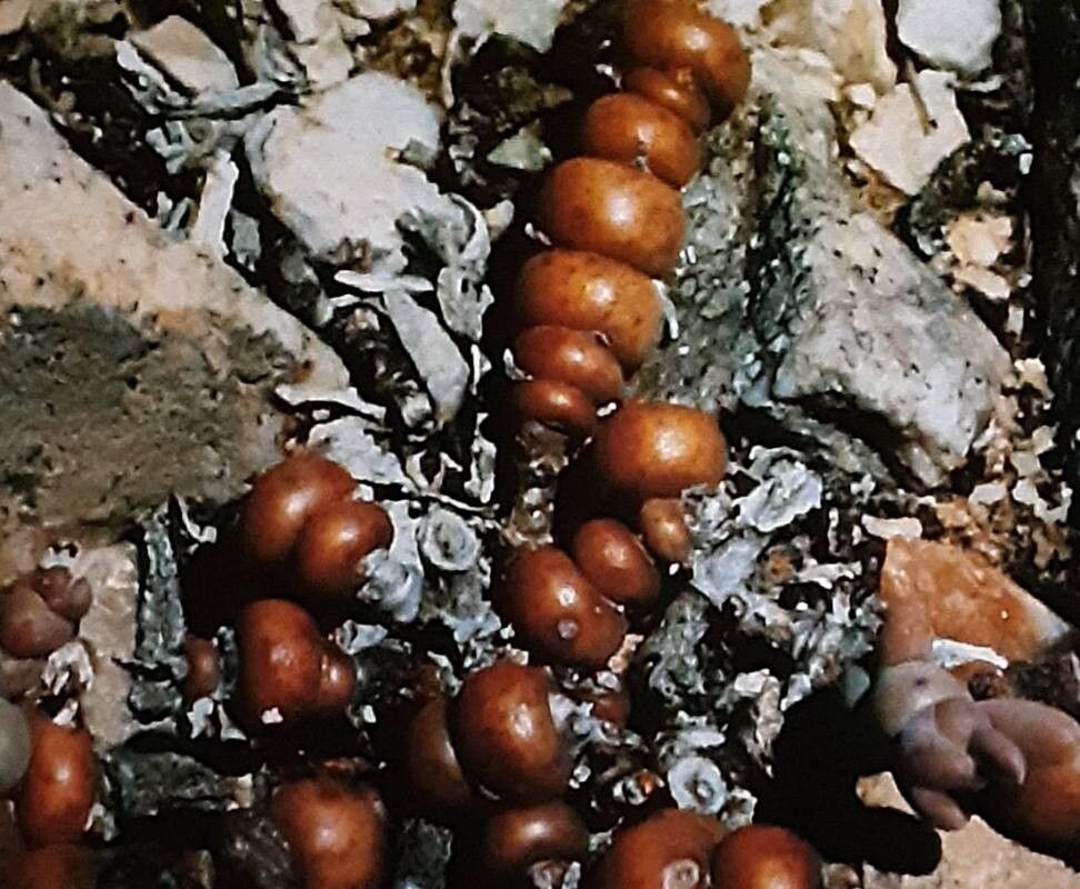 Mesembryanthemum dinteri — search result for 'Mesembryanthemum'