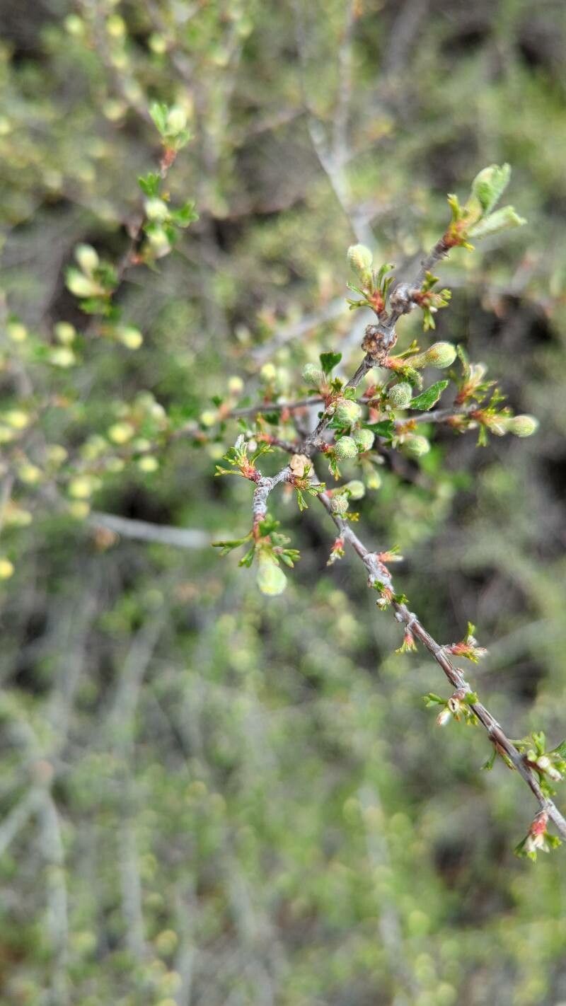 Purshia tridentata fruit
