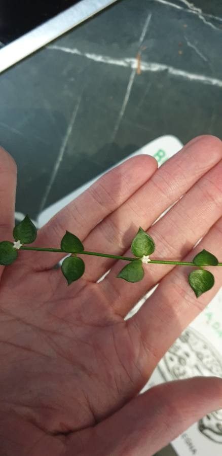Dischidia ruscifolia flower