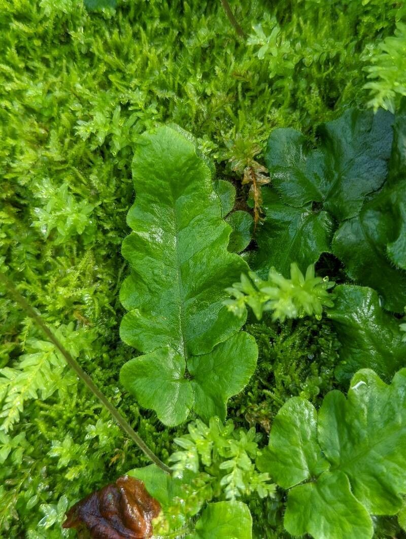 Tectaria zeylanica leaf