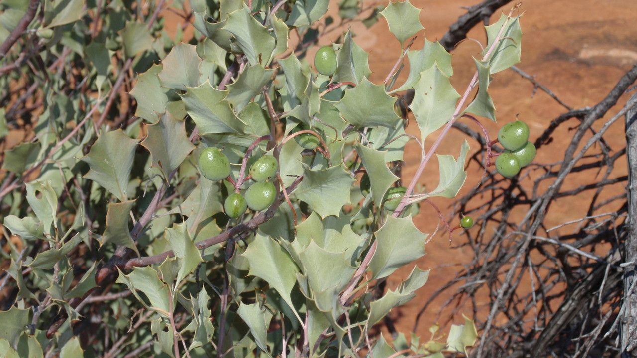 Grevillea wickhamii habit