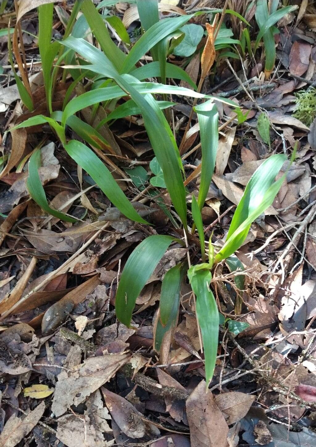 Luzula canariensis — houseplant care guide