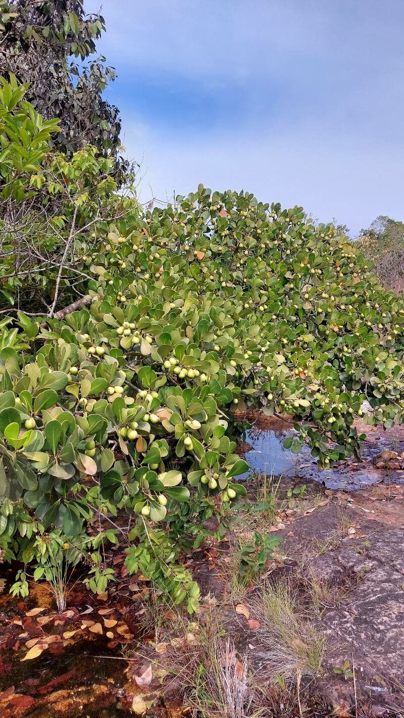 Clusia weddelliana habit