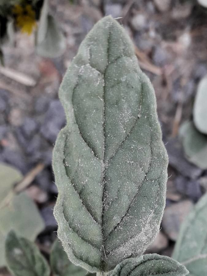 Heliotropium europaeum leaf