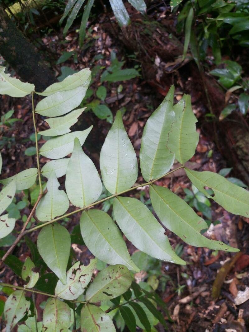 Inga gracilifolia — search result for 'Inga'