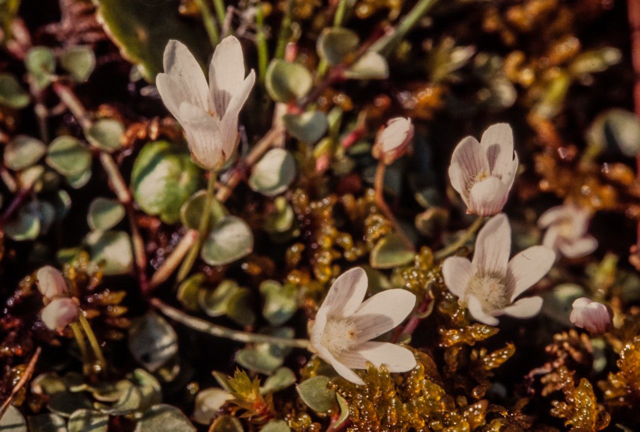Anagallis tenella habit