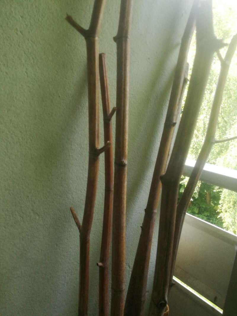 Dendrocalamus giganteus fruit