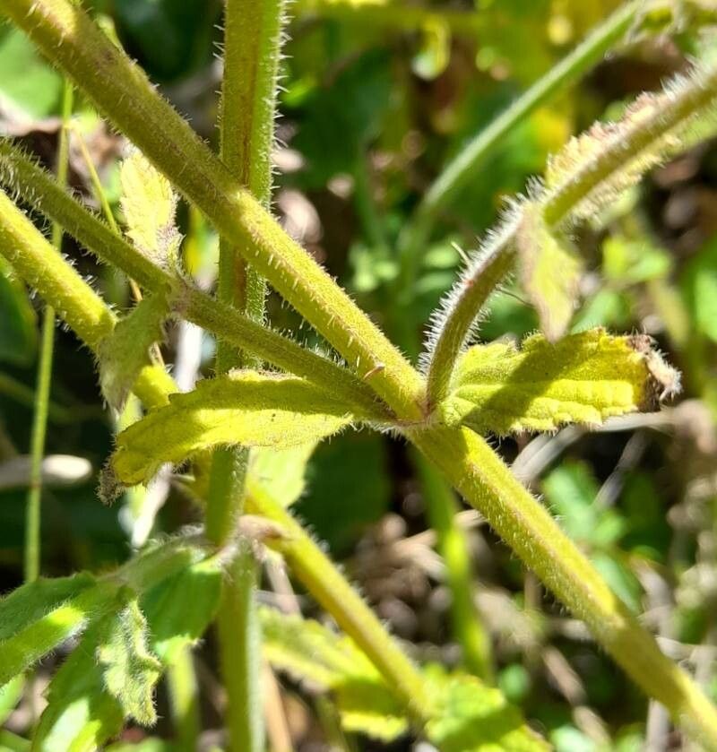 Stachys grandidentata bark