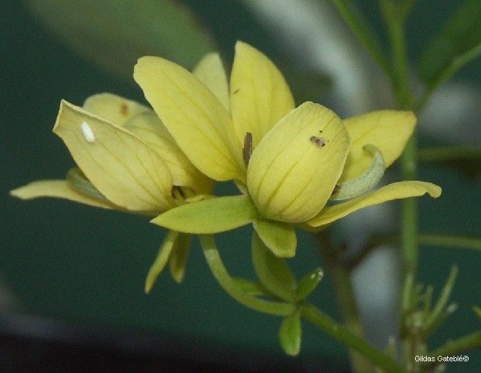 Cassia artensis flower