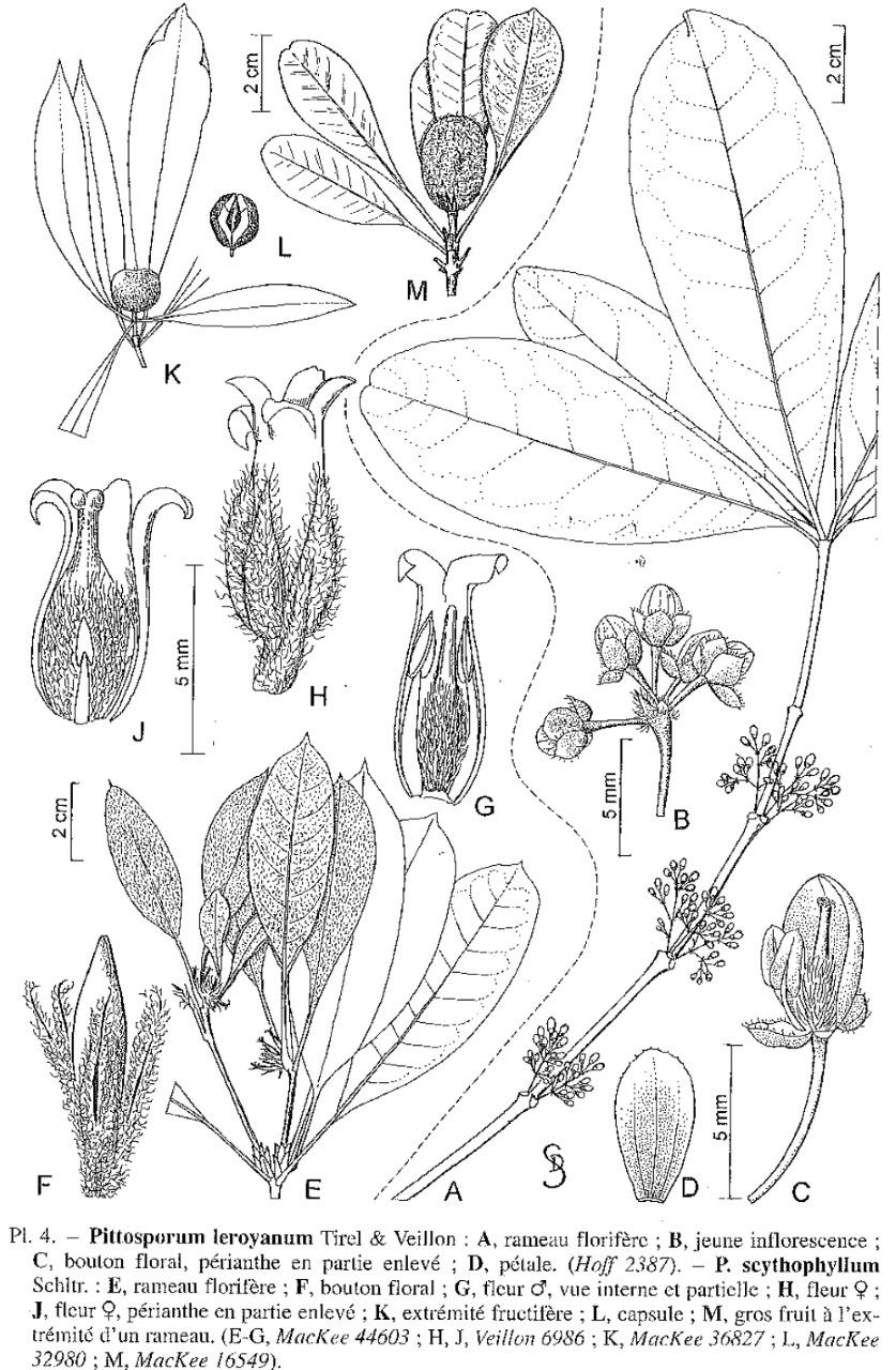 Pittosporum leroyanum — search result for 'Pittosporum'