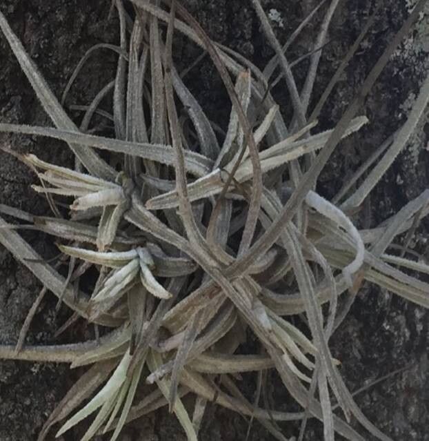 Tillandsia tortilis — houseplant care guide