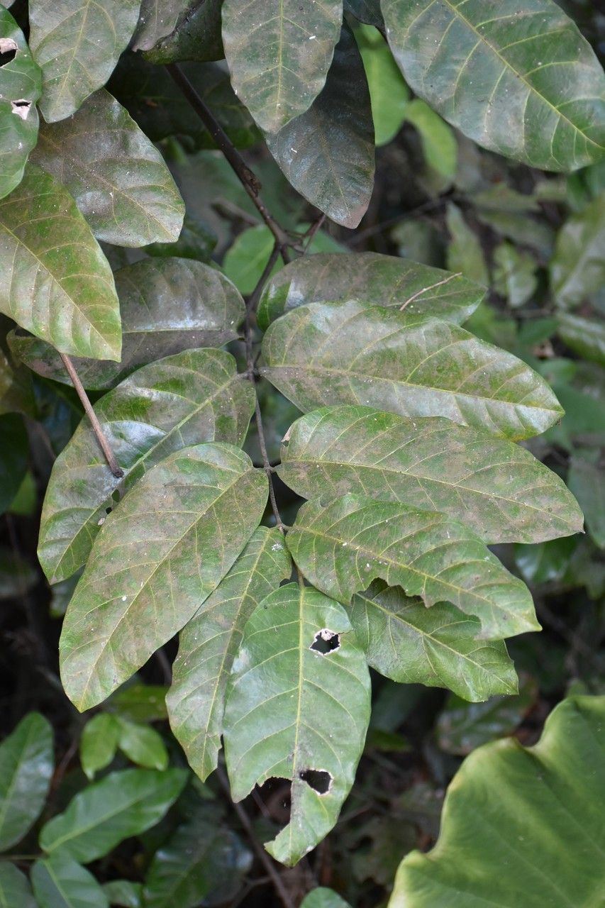 Saba comorensis — search result for 'Somalia'