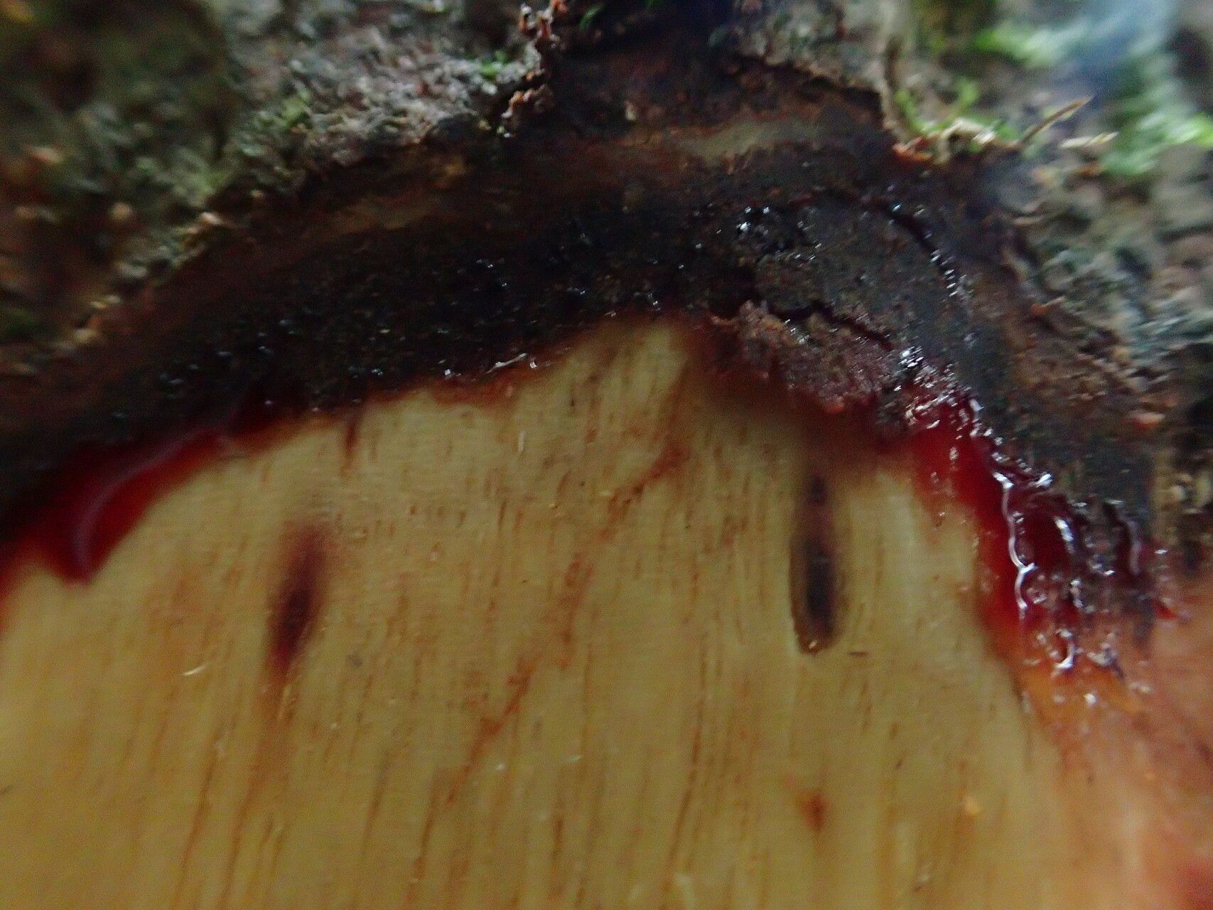 Dialium tessmannii bark