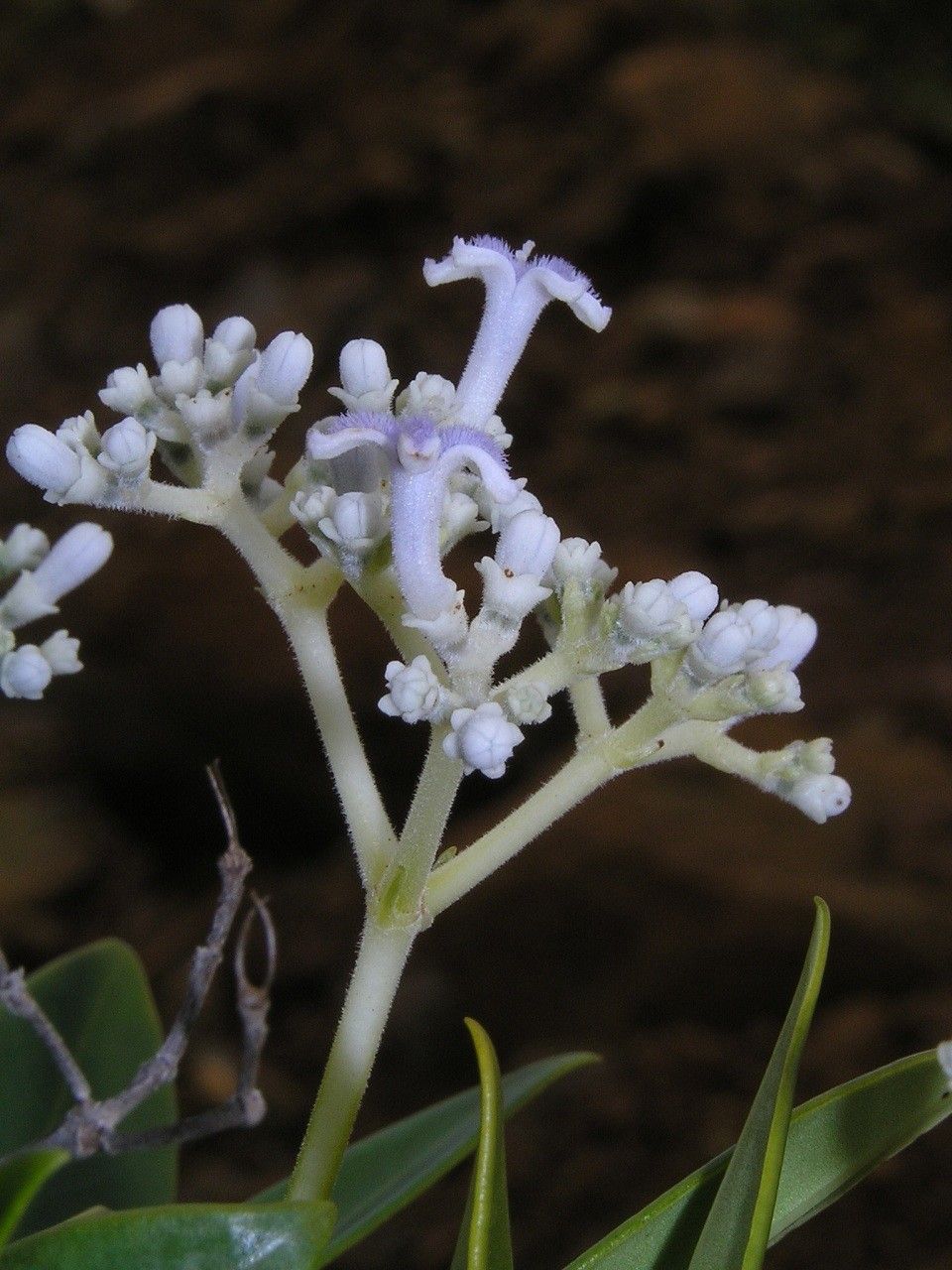 Psychotria comptonii — houseplant care guide